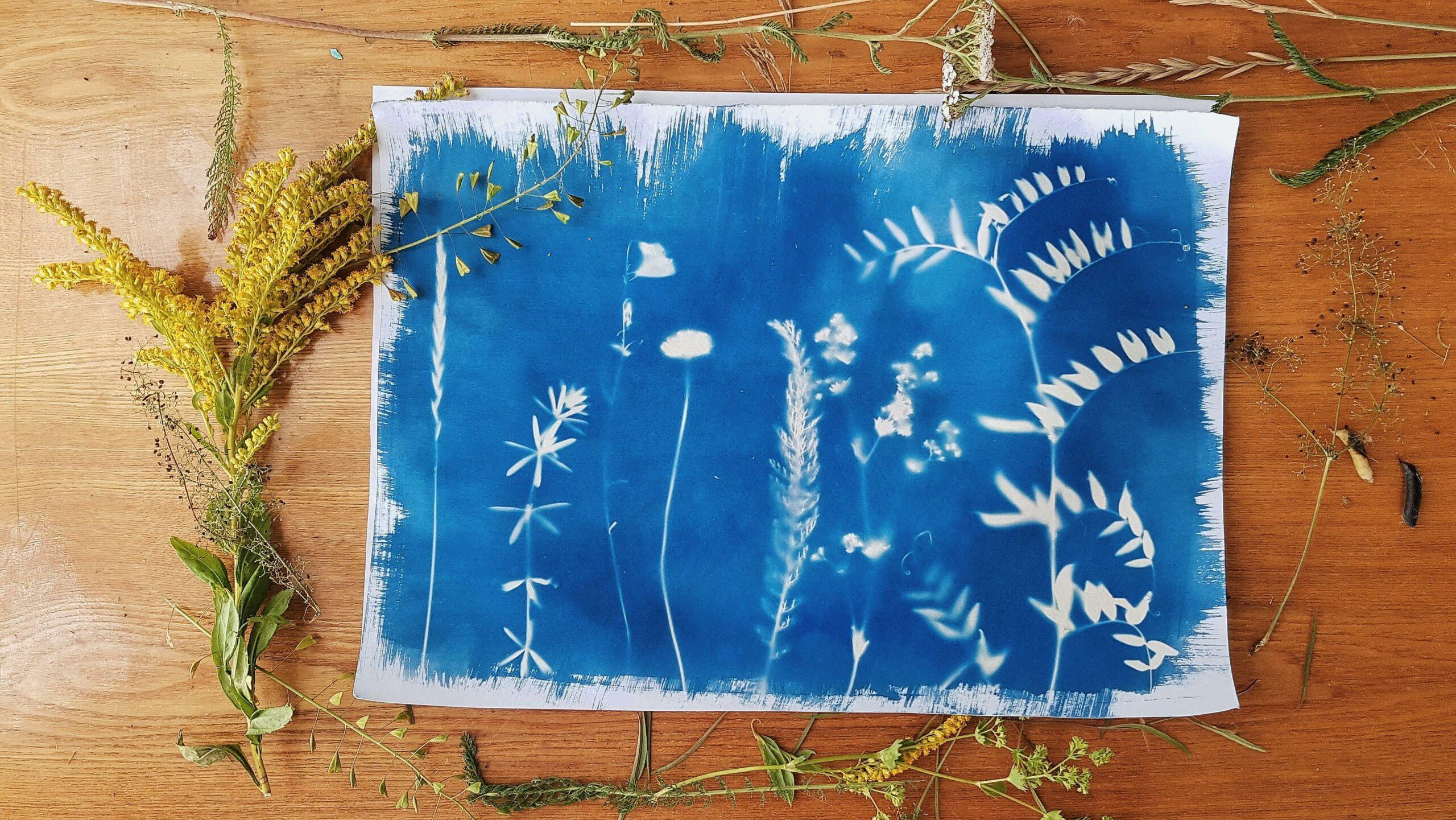 Impression cyanotype montrant des formes naturelles comme des feuilles et des fleurs, créant des motifs bleus sur un papier blanc.