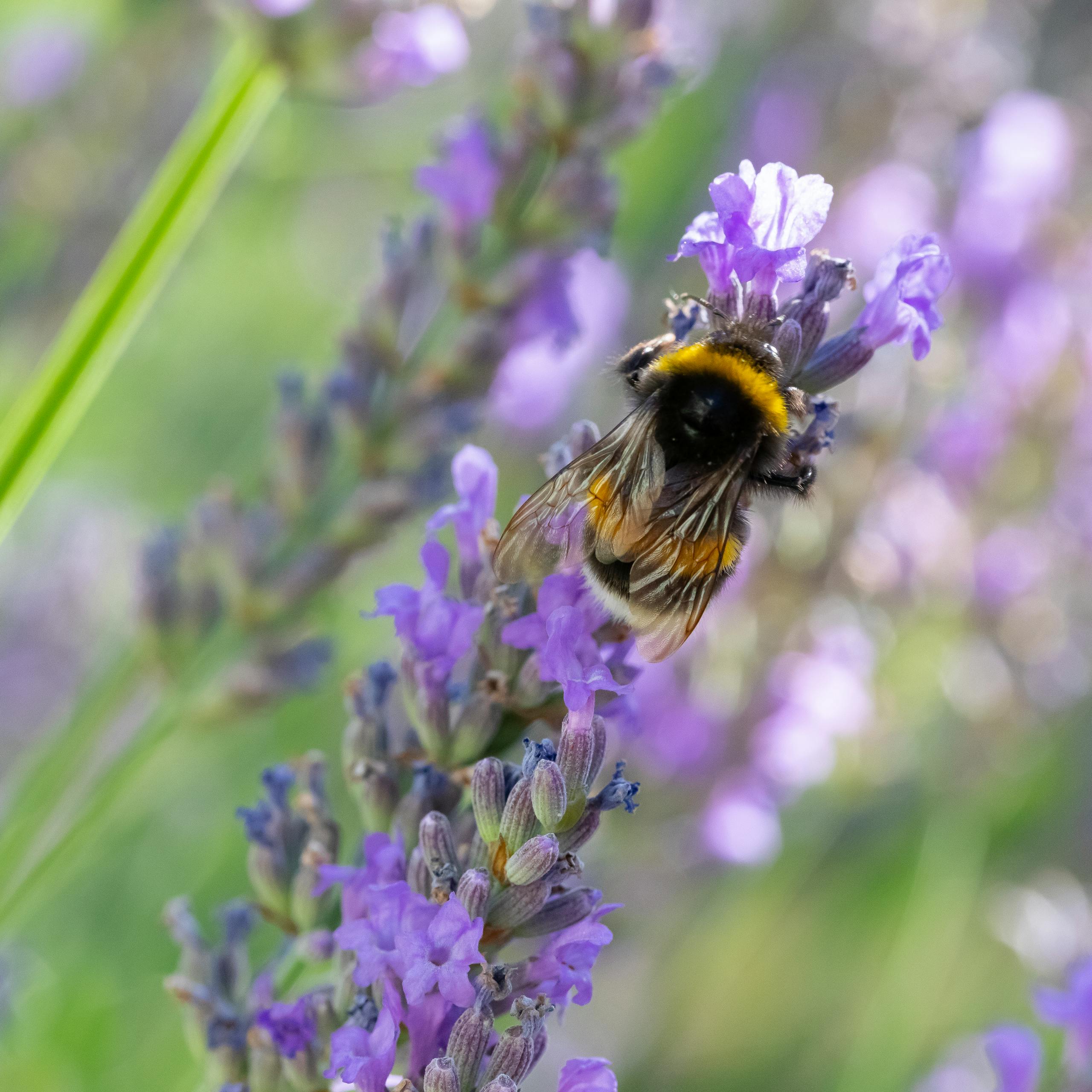 Close-up of a bumblebee pollinating purple lavender flowers outdoors.