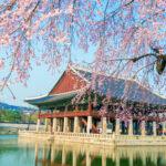 Le palais Gyeongbokgung avec un lac autour et des fleur de cerisier en premier plan