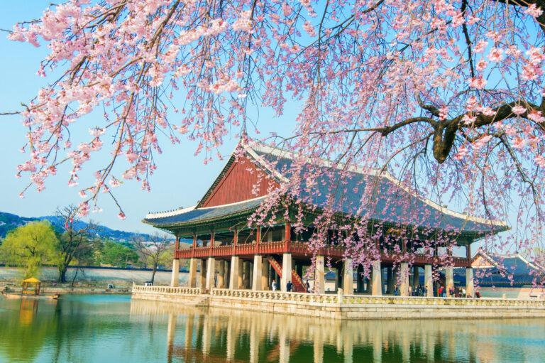 Le palais Gyeongbokgung avec un lac autour et des fleur de cerisier en premier plan