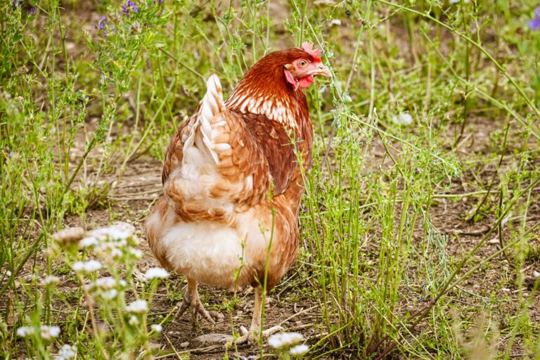 Gertrude, poule Sussex : la gardienne du poulailler