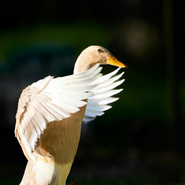 Béné, canard coureur indien : l&rsquo;humoriste de la ferme