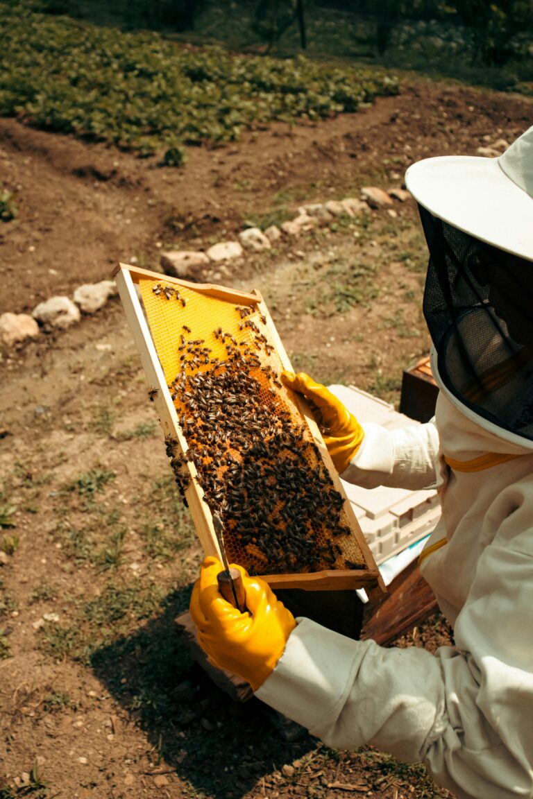 Agnès & co, abeilles : les travailleuses silencieuses