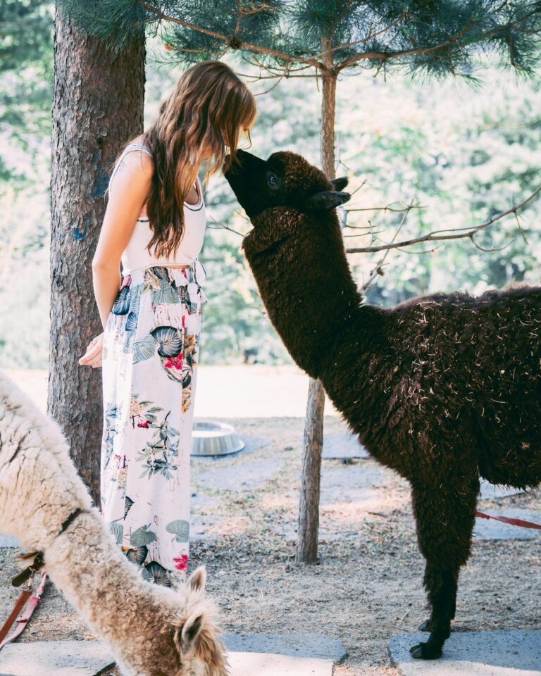 Médiation animale et TDAH : comment ça aide vraiment ?