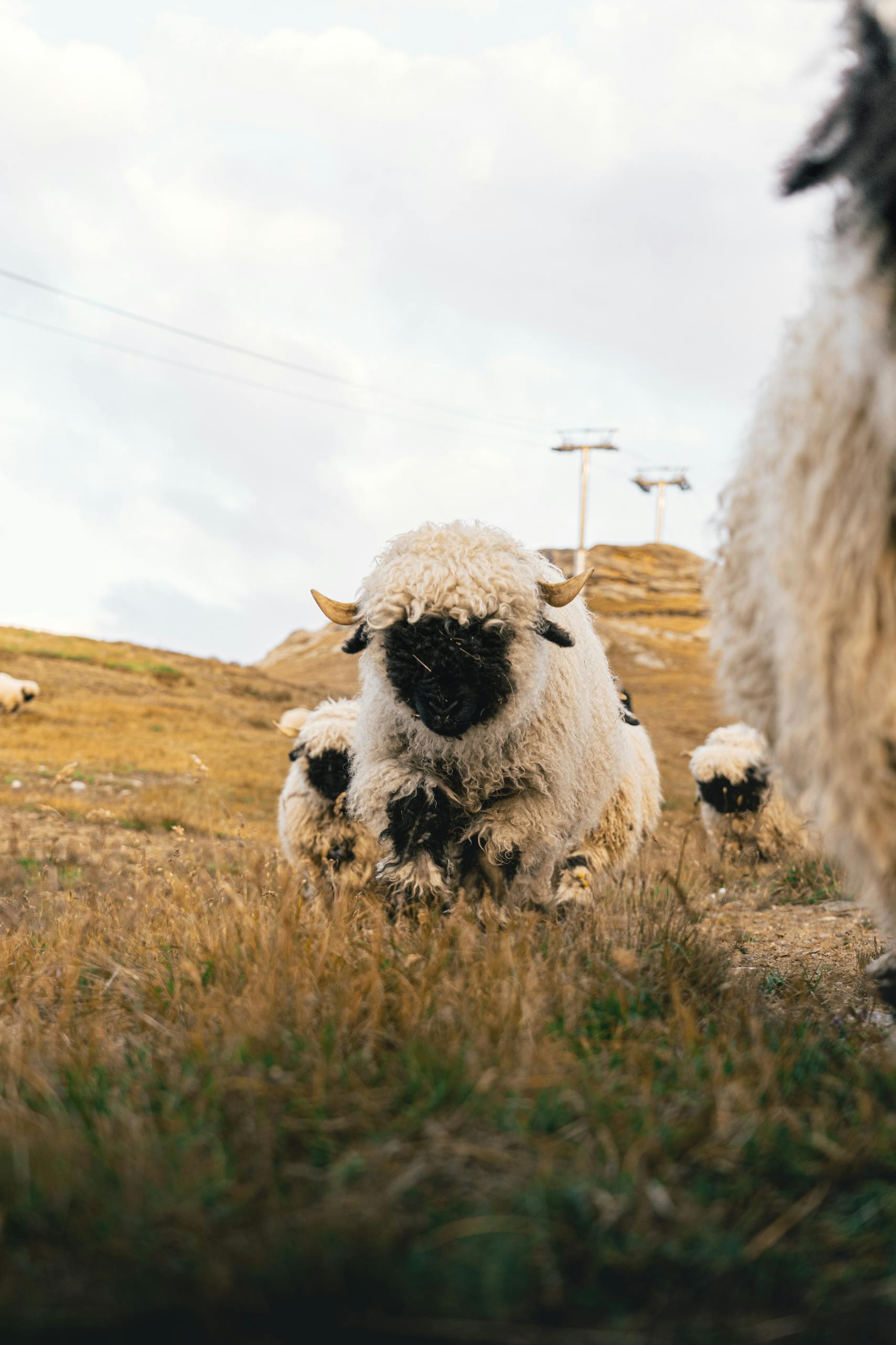 Adorable Valais Blacknose sheep grazing on a mountain in Zermatt, Switzerland.