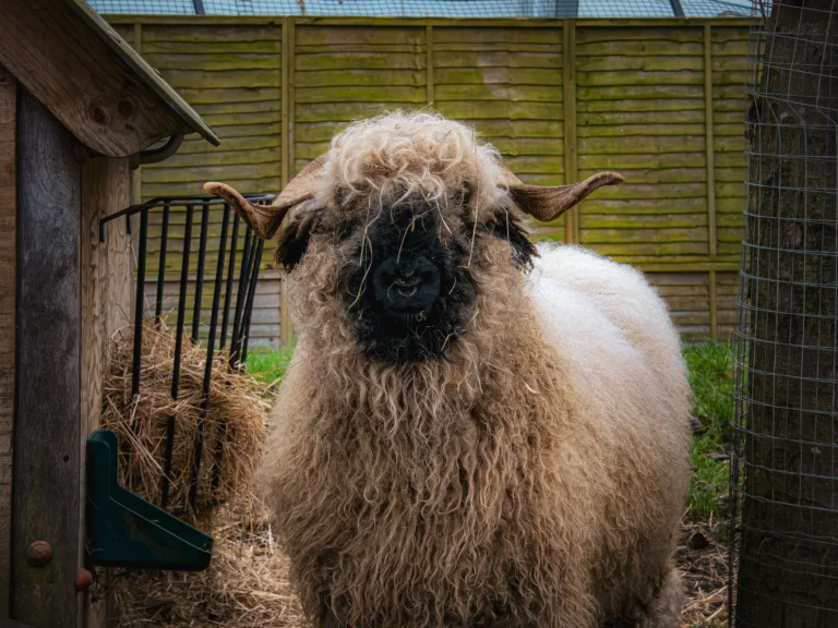 Bruno, notre mouton nez noir du Valais