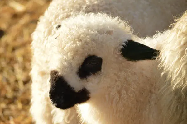Portrait d'un agneau de race mouton nez noir du Valais