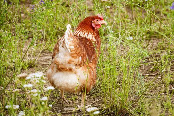 Poule rousse se promenant dans un champ d'herbe