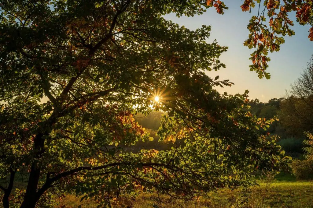 Soleil levant perçant à travers le feuillage d'un arbre