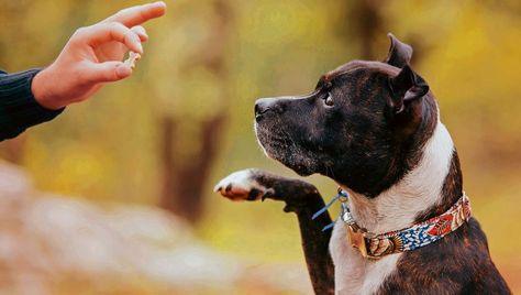 Un chien noir et blanc, portant un collier décoré, exécute un ordre d’apprentissage en levant la patte vers une main humaine qui lui tend une friandise. L’arrière-plan flou et boisé ajoute une ambiance naturelle et douce à cette interaction complice.