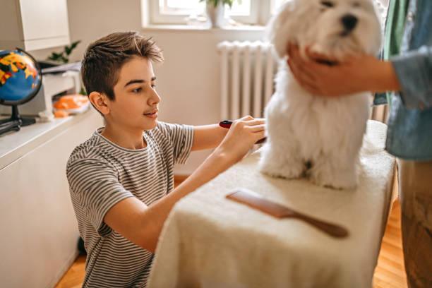 Un jeune homme s'occupe de toiletter un chien et lui coupe les poils